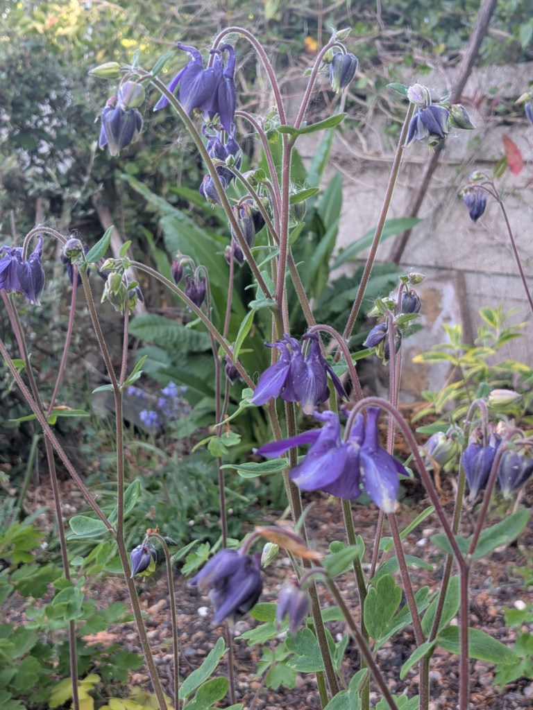 purple aquilegiea