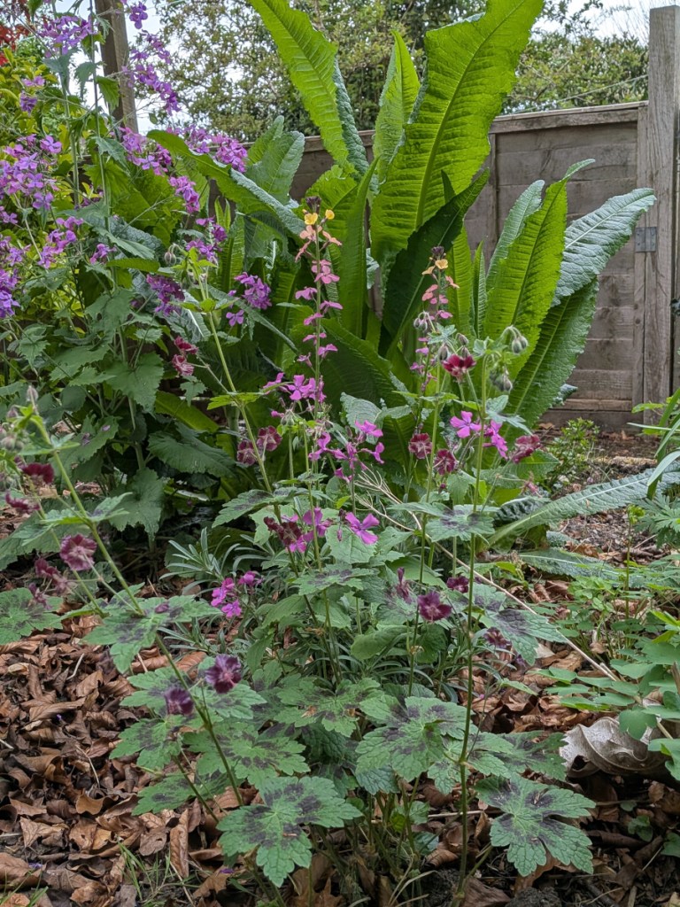 wild section of garden featuring teasel, honesty, geranium and erysimum