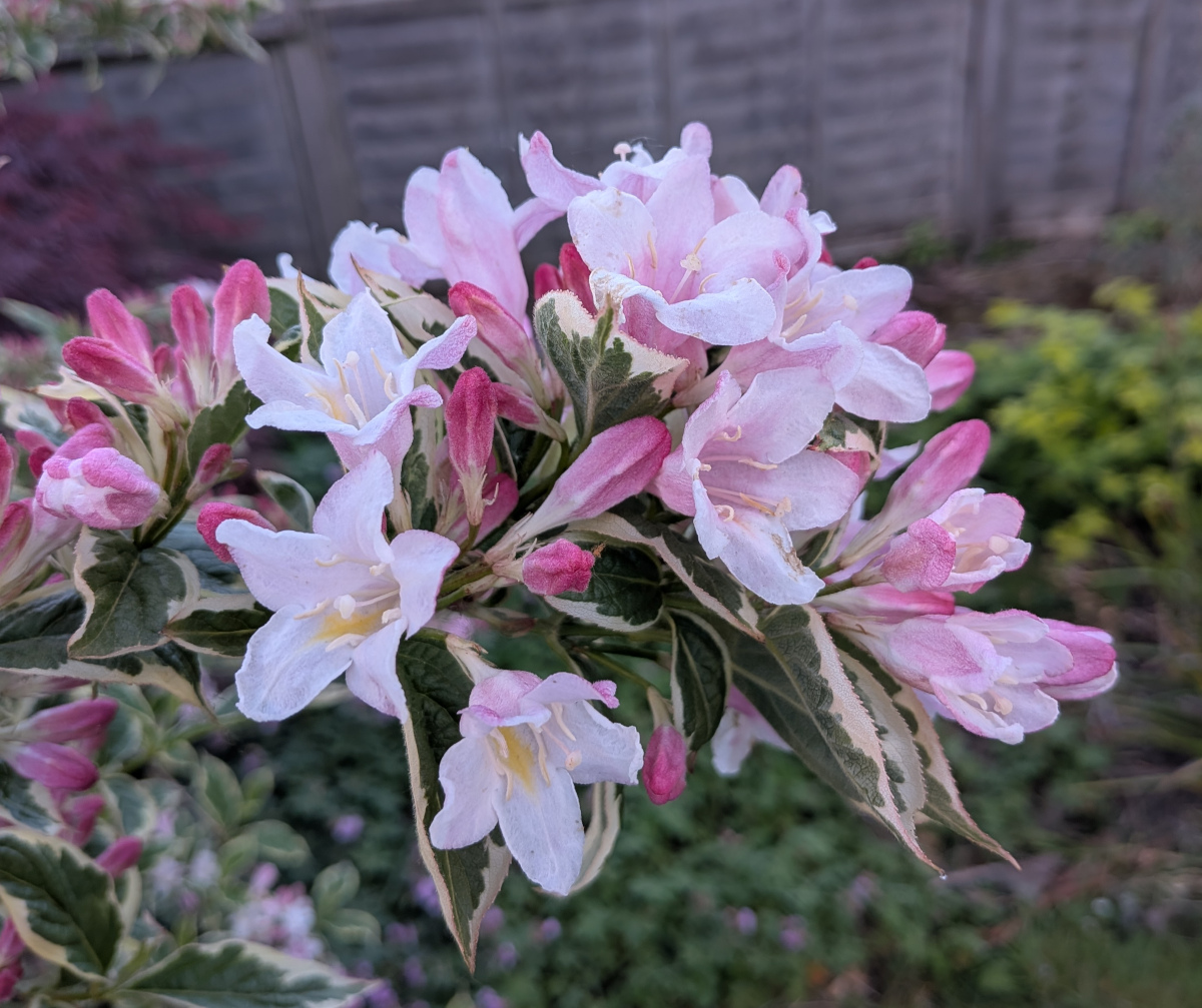 close up of weigelia flowers which are soft pink trumpets