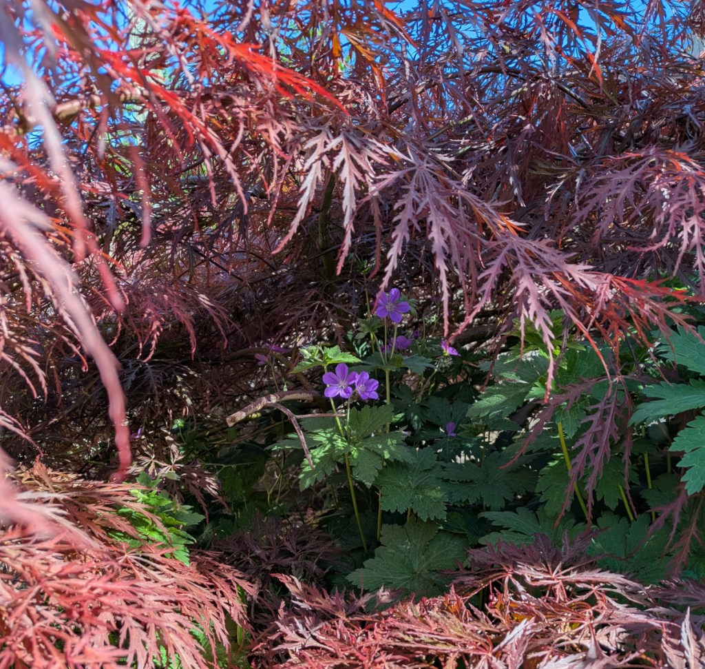 purple gernanium nesteld inside a feathered maple tree