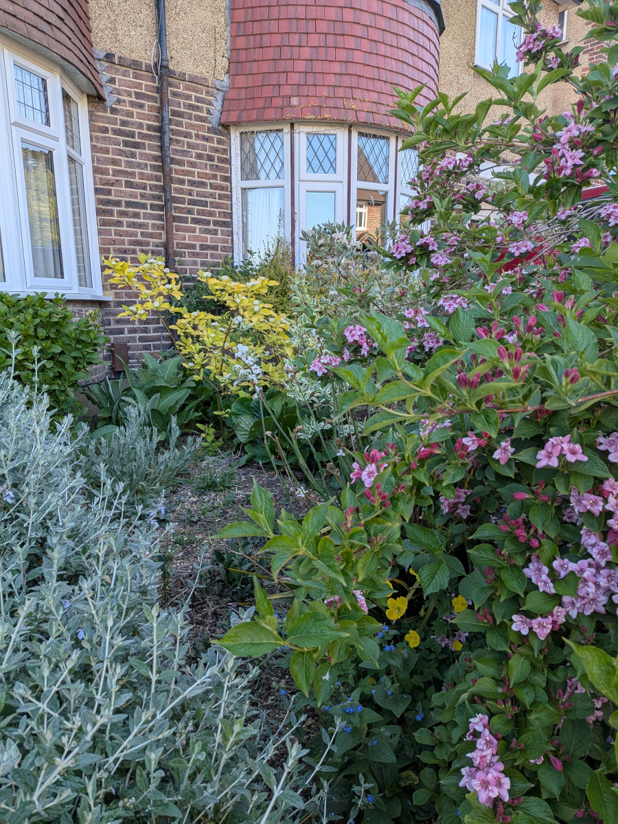 Picture of an overgrown front garden featuring alkanet weigelia, with a yellow green cornus in the background