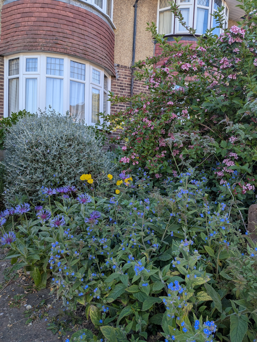 Front garden featuring alkanet weigelia and yellow poppies