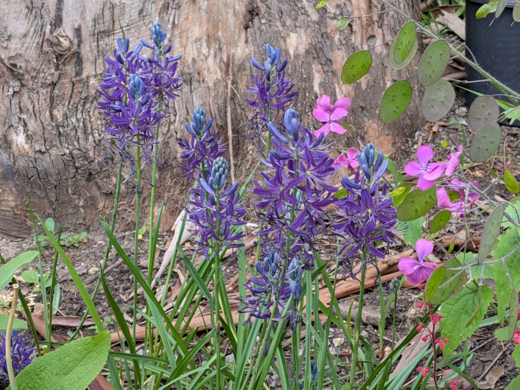 Some purple camassia next to some lighter purple honesty. 