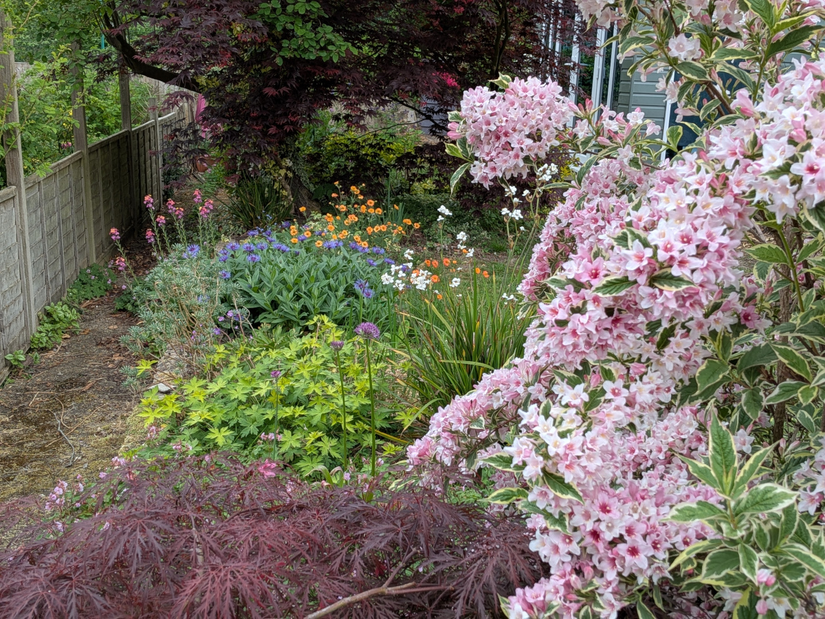 The best angle of my garden featruing a maple, weigelia, geraniums and geums