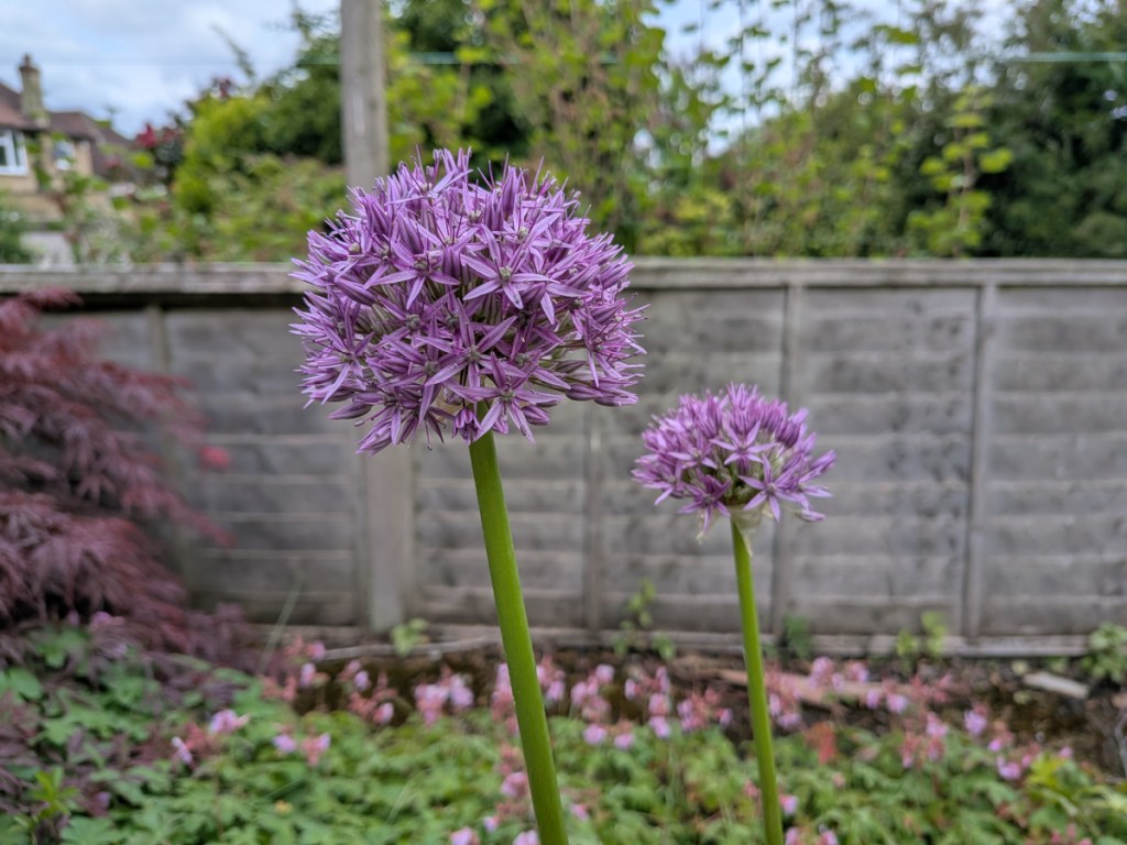 Two alium flowerheads