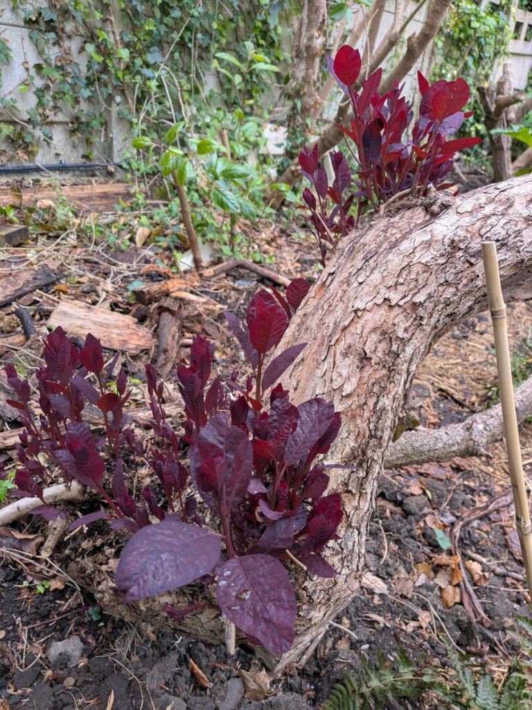 A cotinus sparking back into life