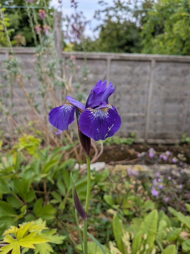 A single purple iris bloom.
