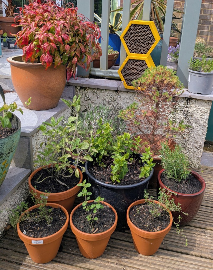 Gardne herbs with 2 yellow hexagonal mason bee houses.