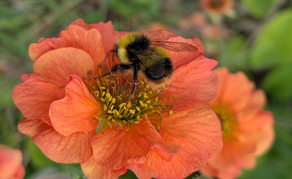 A bumble bee on a totally tangerine geum