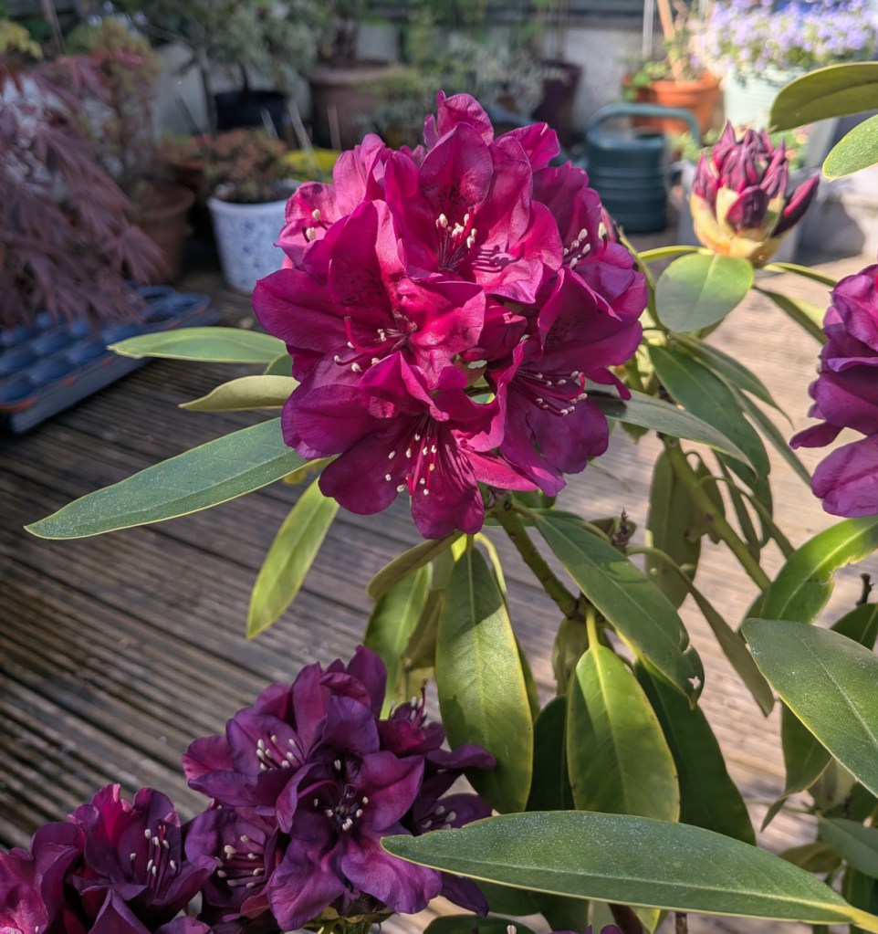A purple rhodedendron