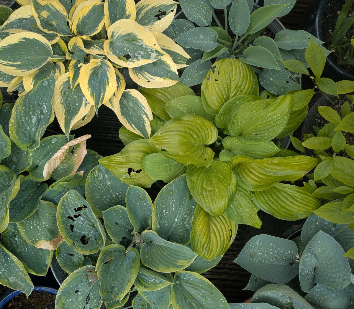 Top down view of hosta