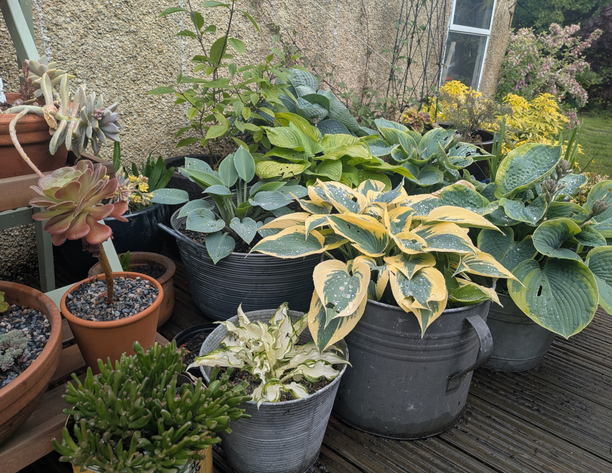Hosta en masse.