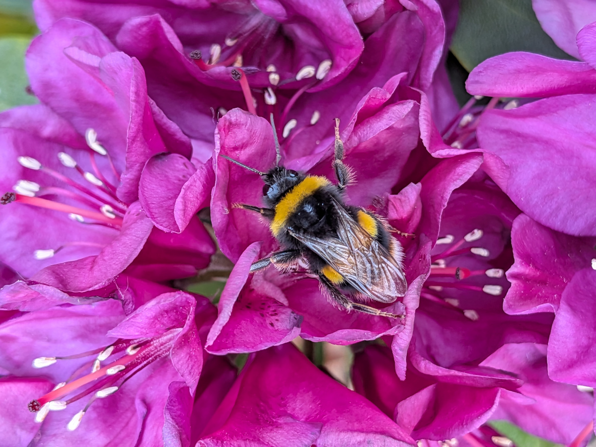 Purple rhododendro with bumble bee.