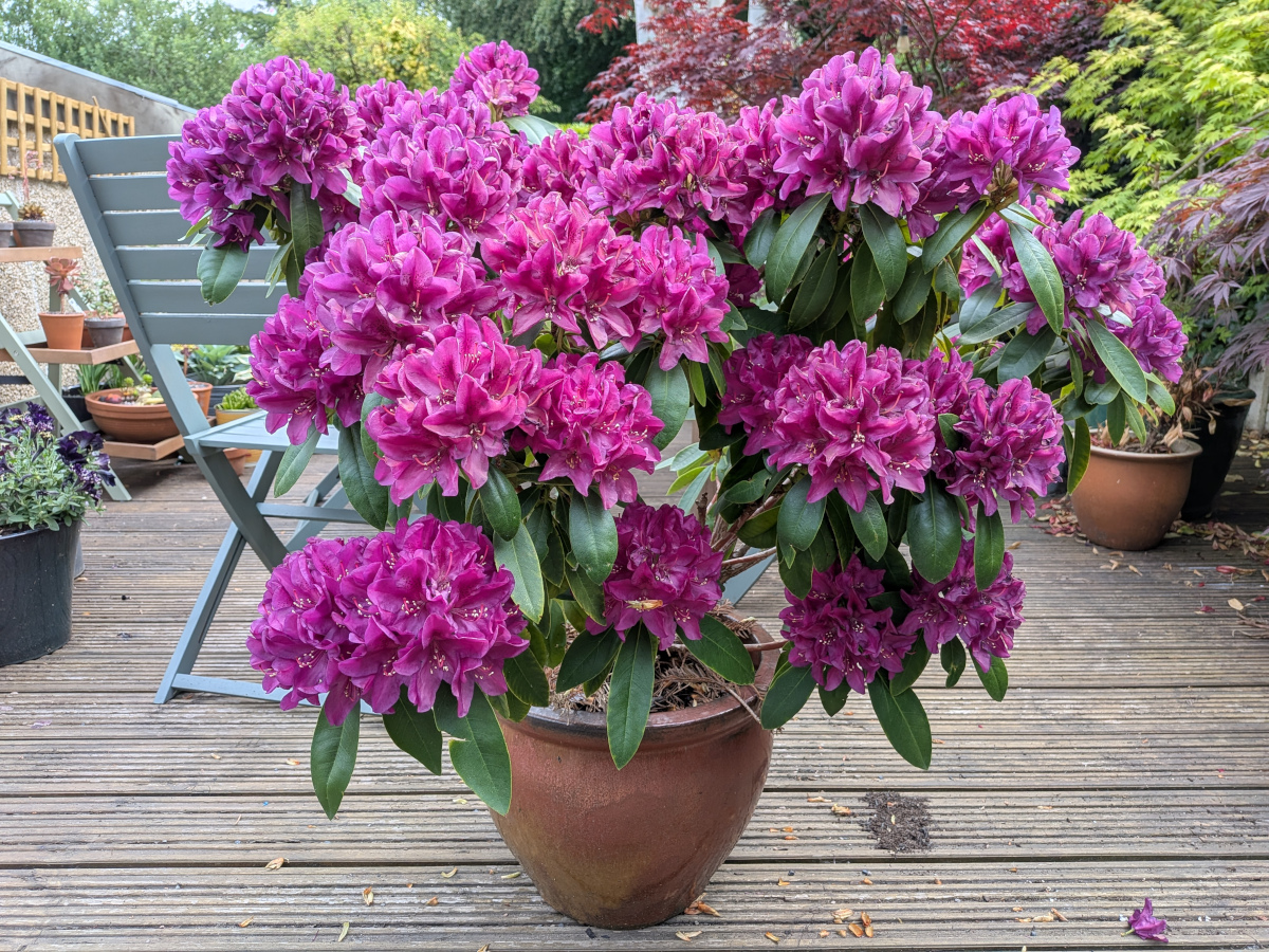 Purple rhododendron in pot