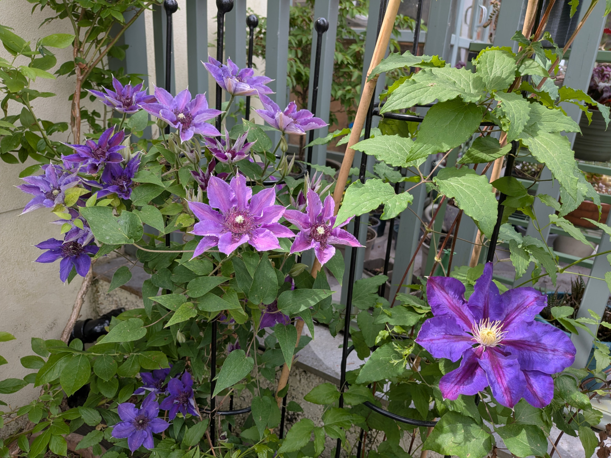 A purple clematis