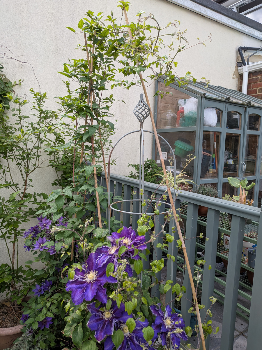 My slightly heath robinson clematis set up