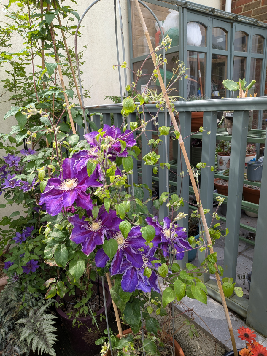 Another purple clematis