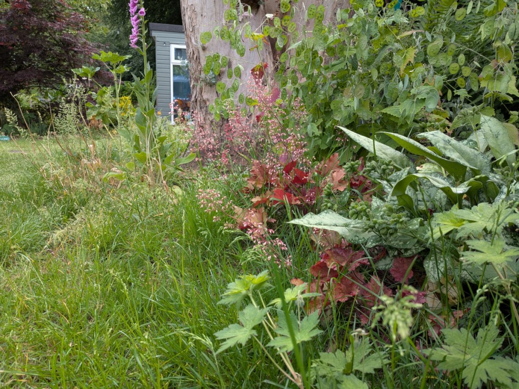 A huechera and an overgrown lawn for "no mow May"