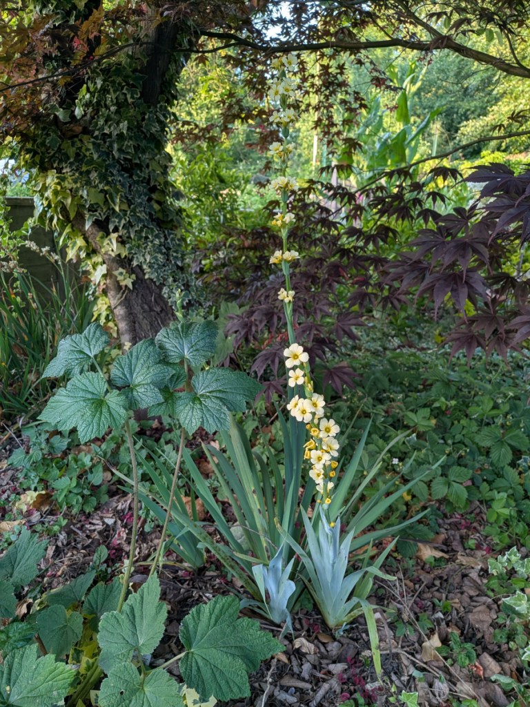 An unknown yellow plant that looks a bit like an iris