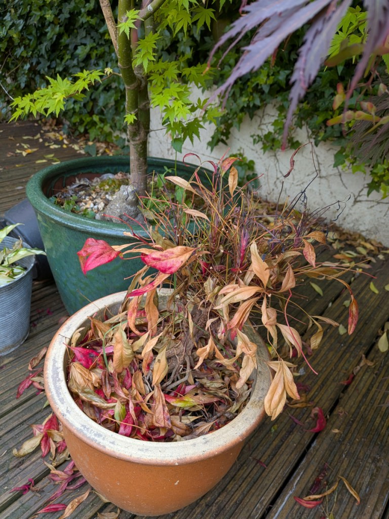 An almost dead heavenly bamboo