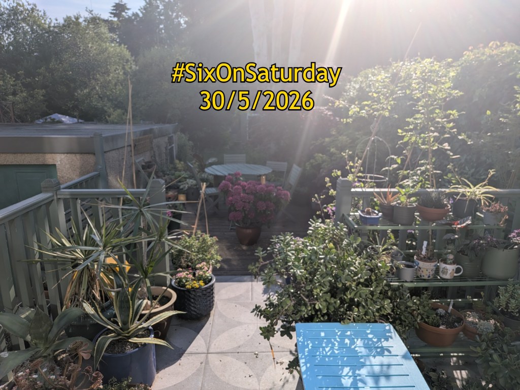 A sun bleached photo of the garden on another hot day