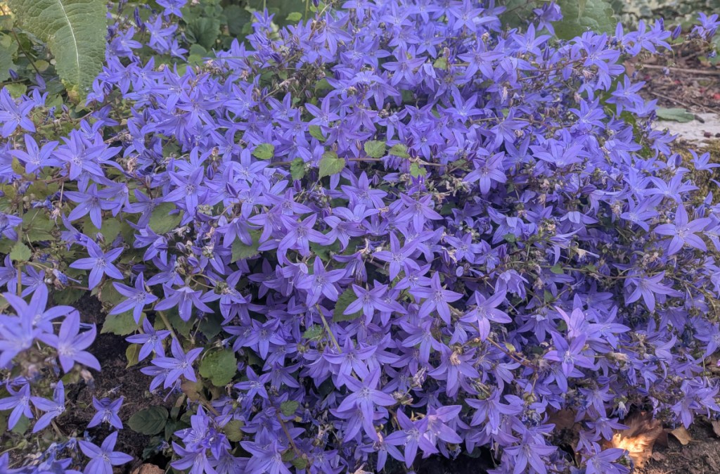 A campanula