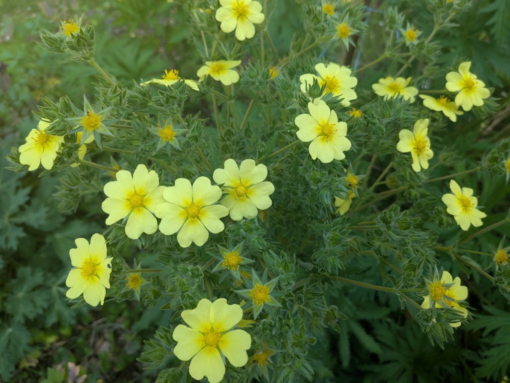 A sulphur cinquefoil