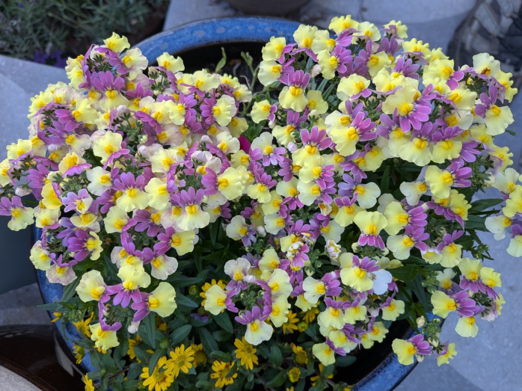 A pale lilca and yellow nemesia