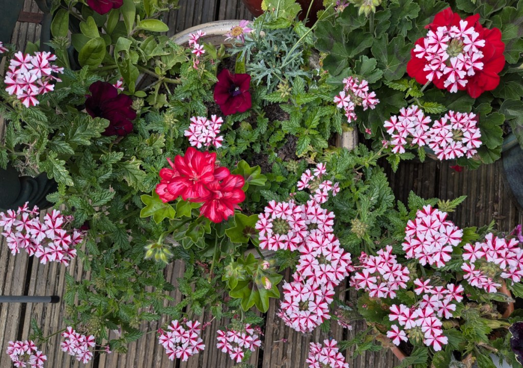 Candy cane verbena