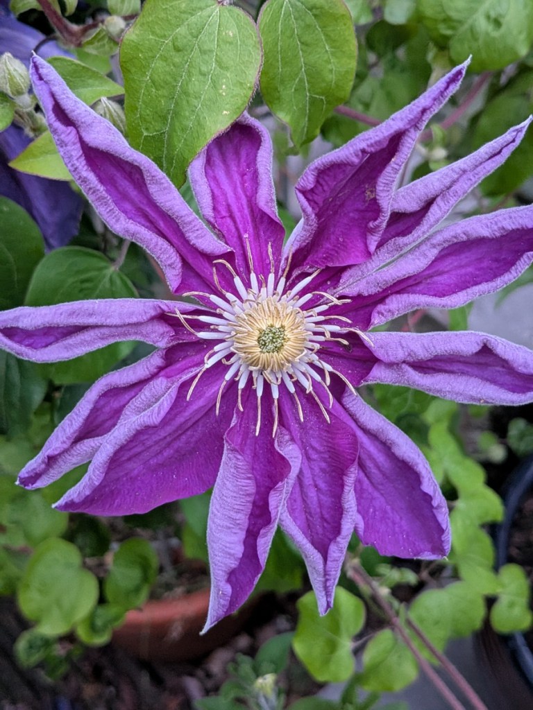 A purple clematis flower