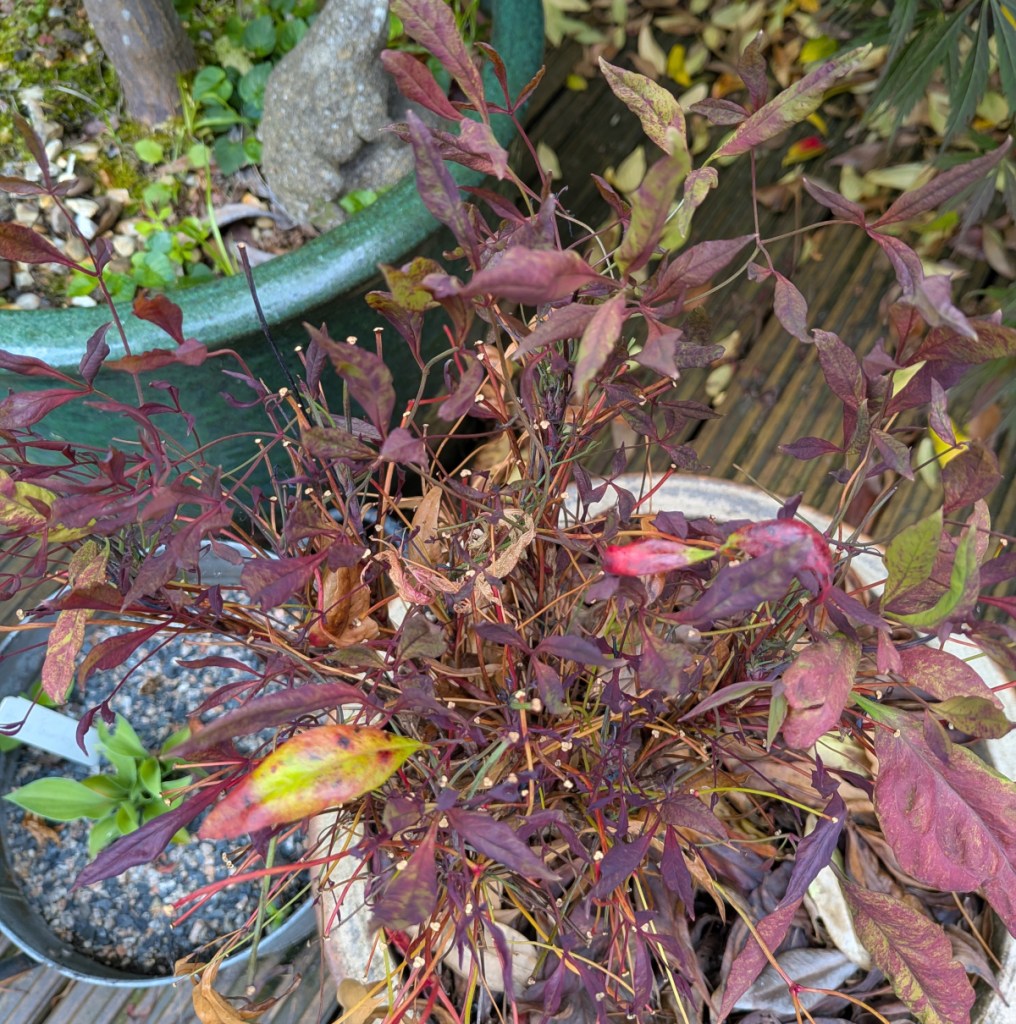 A not dead heavenly bamboo