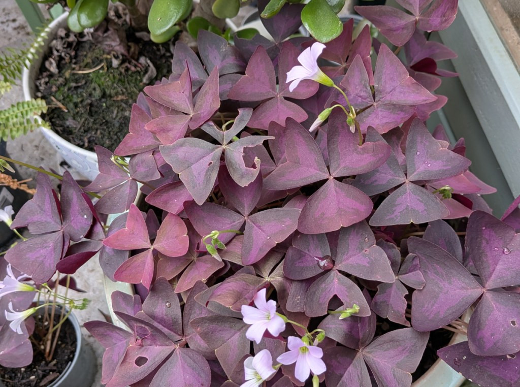 A purple oxalis