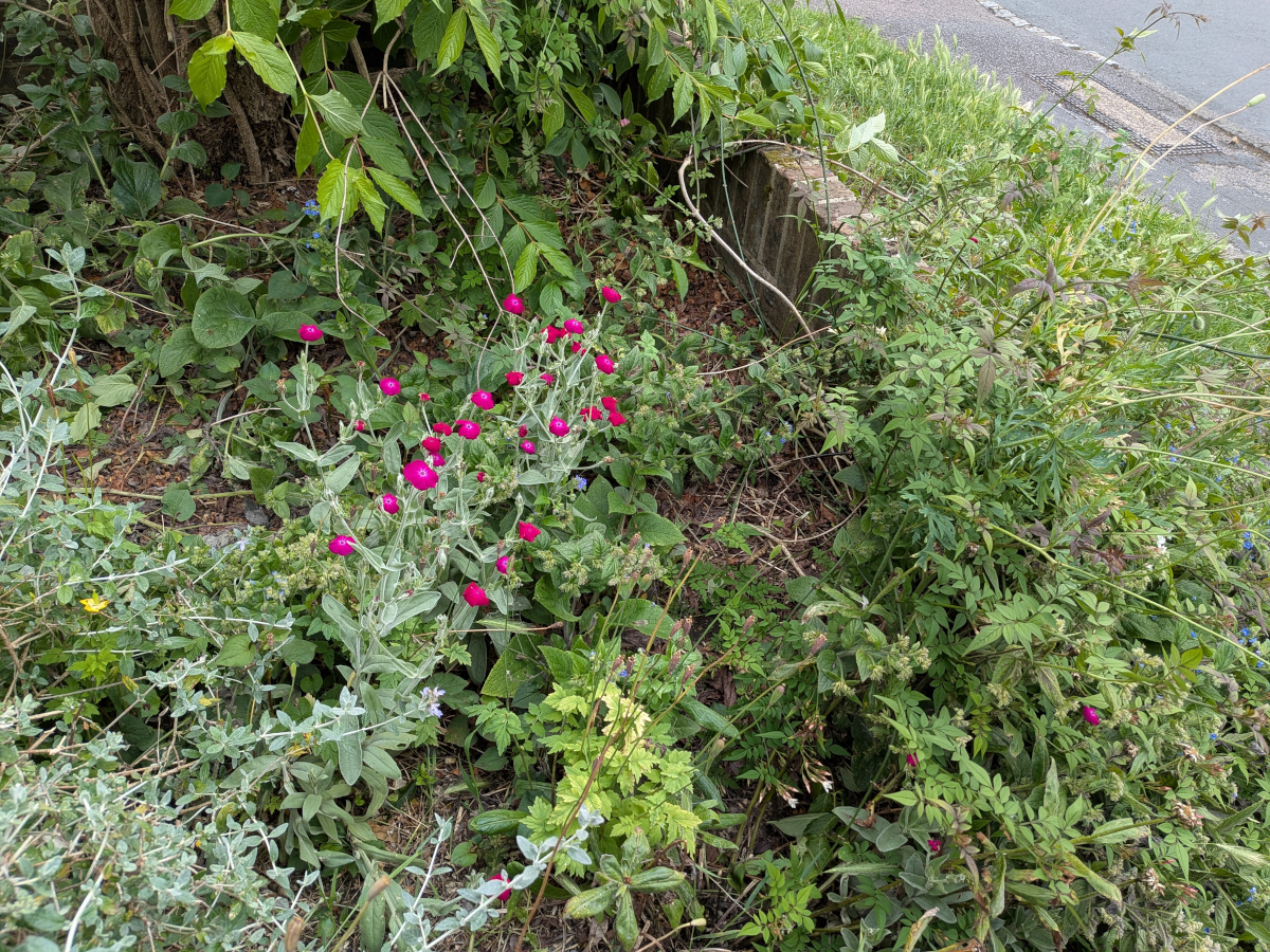 The ground uncovered by the weigelia pruning.