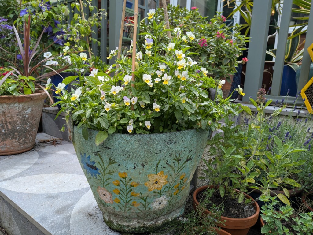 A summer pot filled with white a purple and pale yellow viola