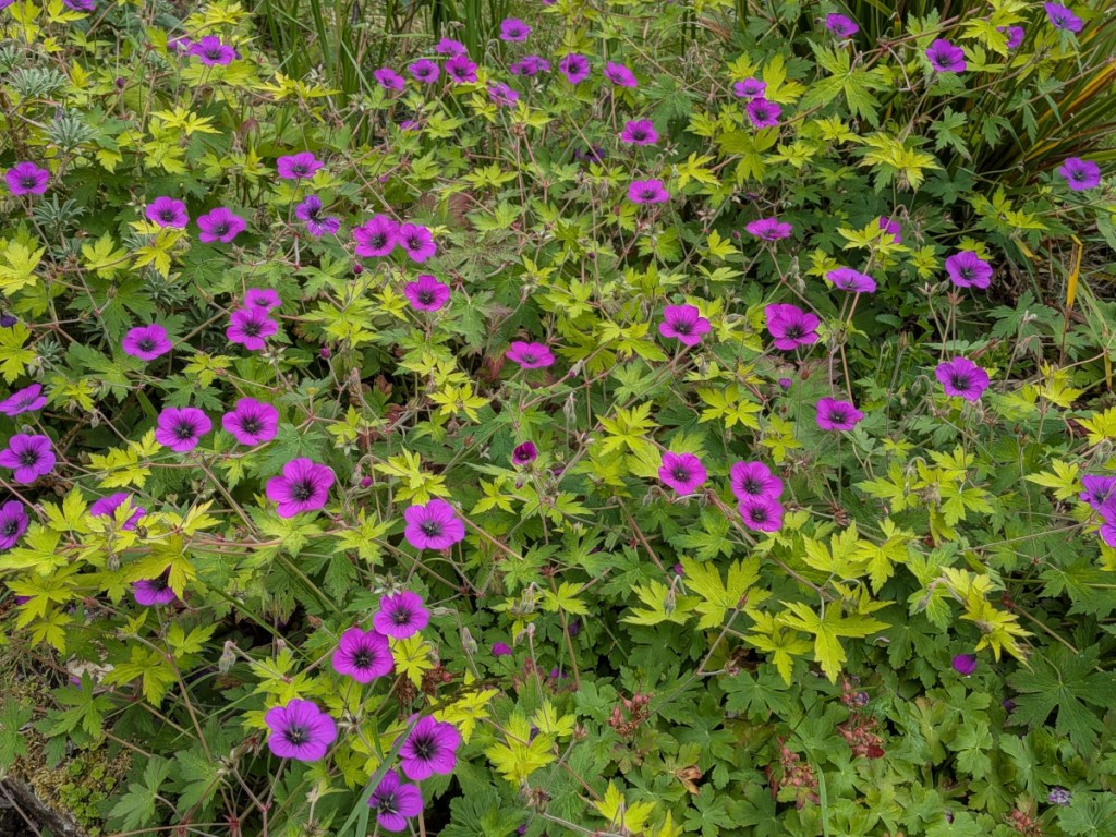 A purple geranium Ann Folkard running through the garden.