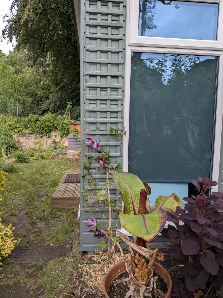 A newly erected green painted trellis with a newly planted clematis Nike Warsaw