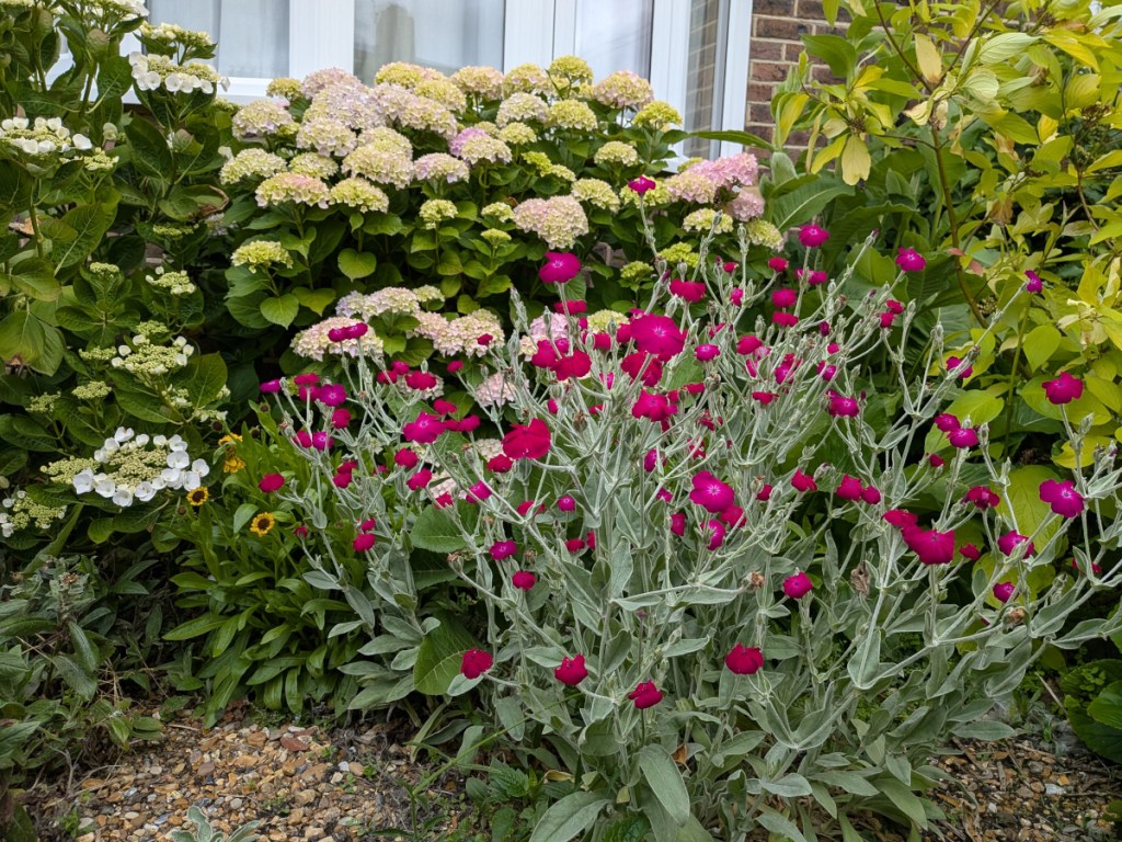 Rose Campion and a mophead hydrangea
