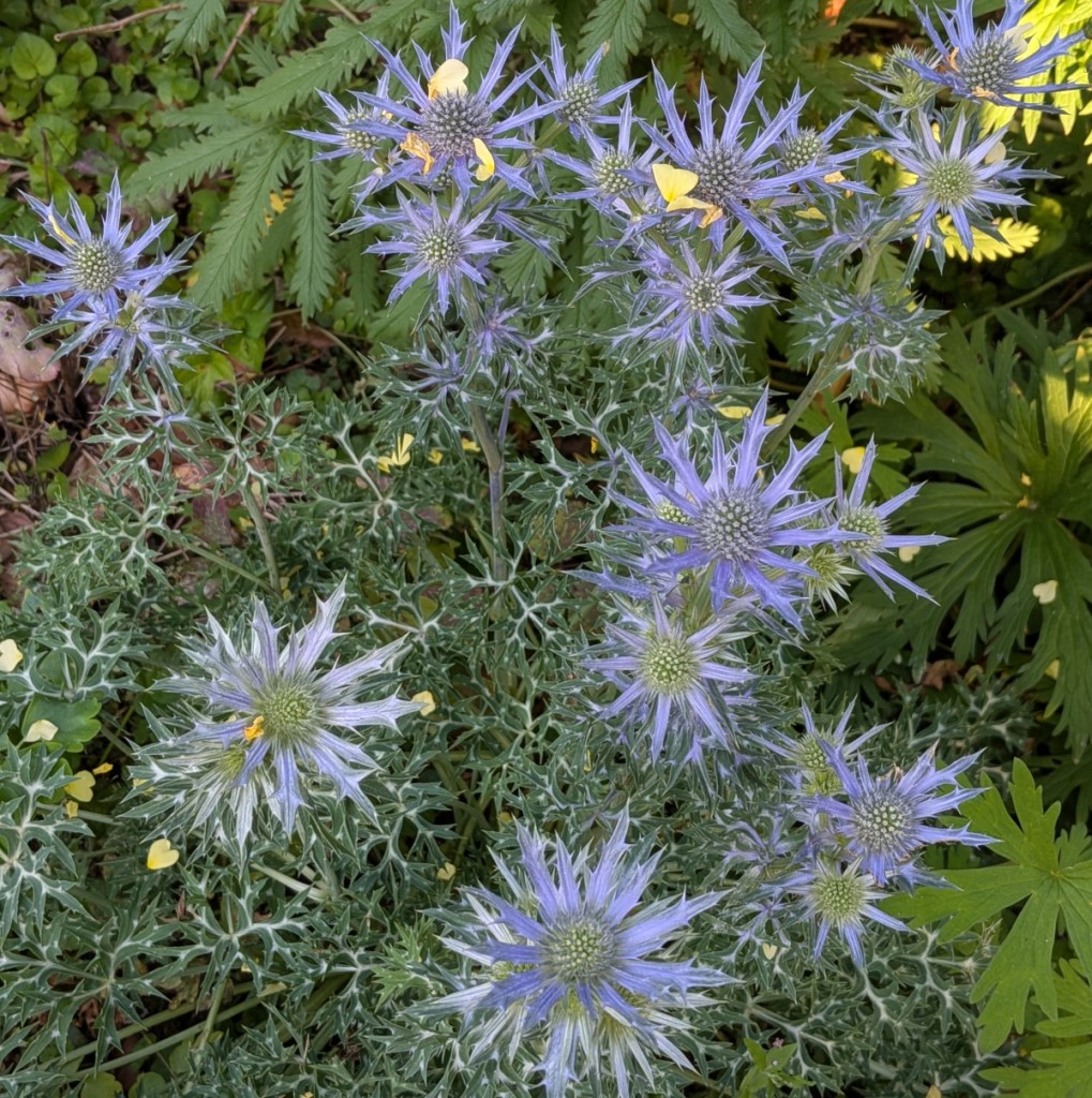 A sea holly