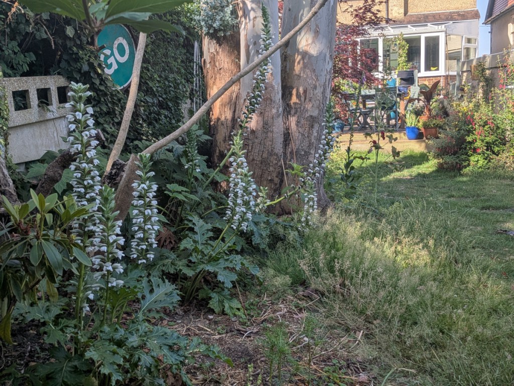 Acanthus spires in the morning son