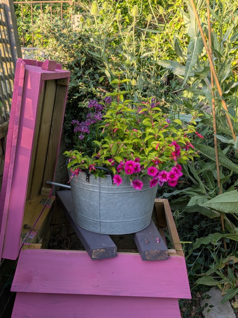 A planter filled with nemsia, fuschia and a calibrachoa