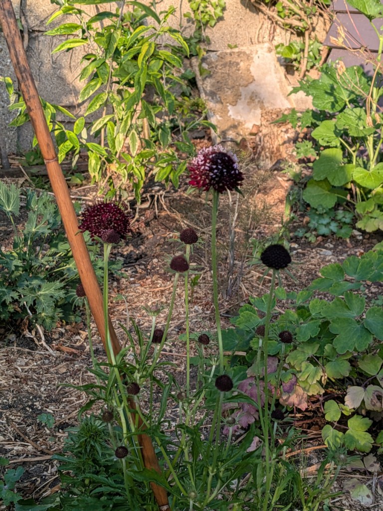 Some red/black scabious