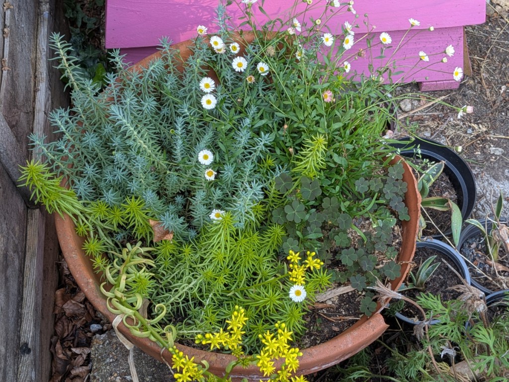A mixed pot of sedums and a erigeron karvinskianus 