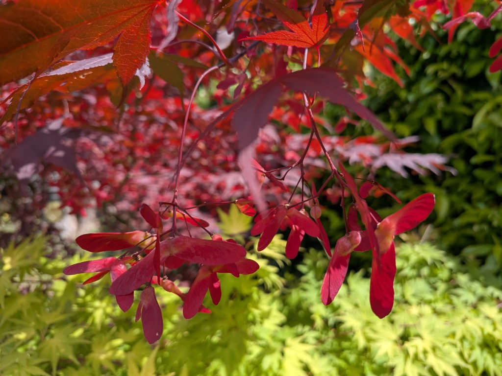 Some maple keys