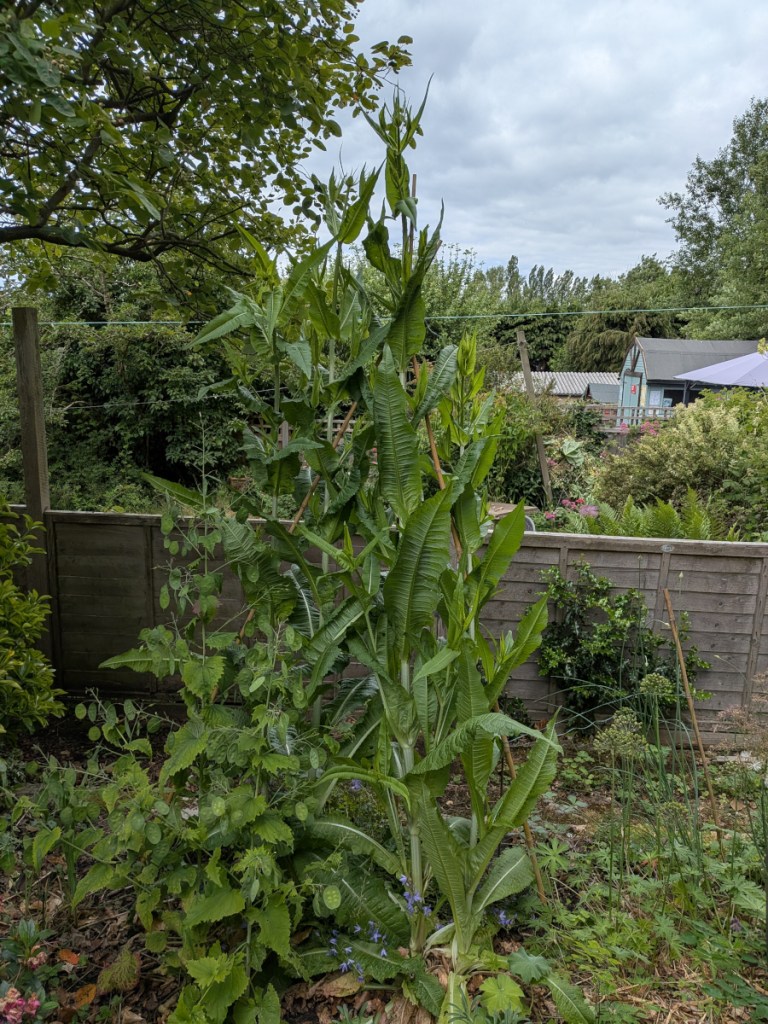 Some very tall teasels 