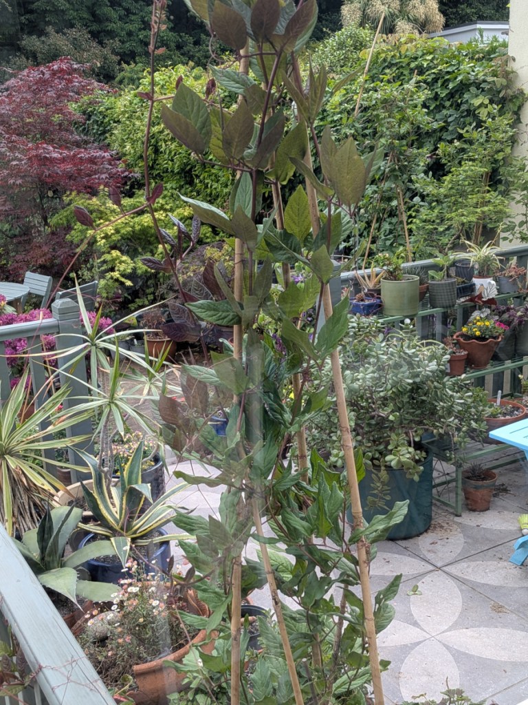 A pyramid of Cobea Scandens (cup and saucer vine) not yet in flower. 