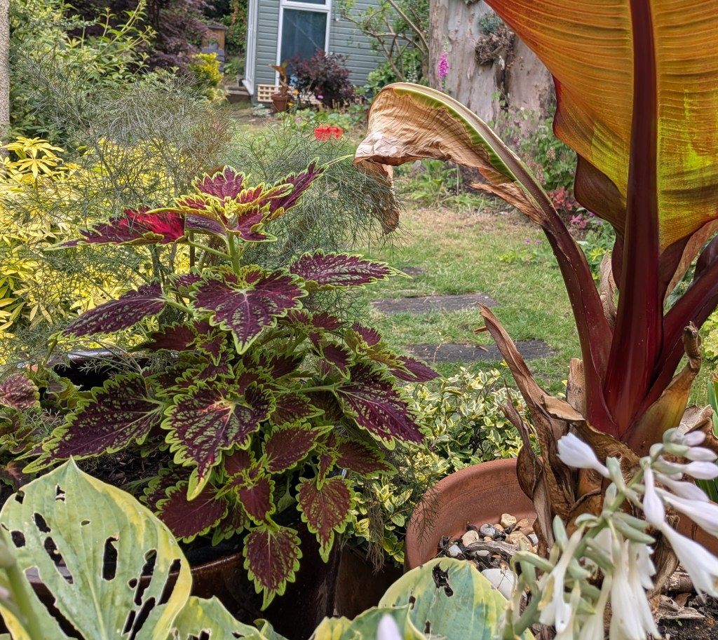 An ethiopian black banana a colues and a fennel