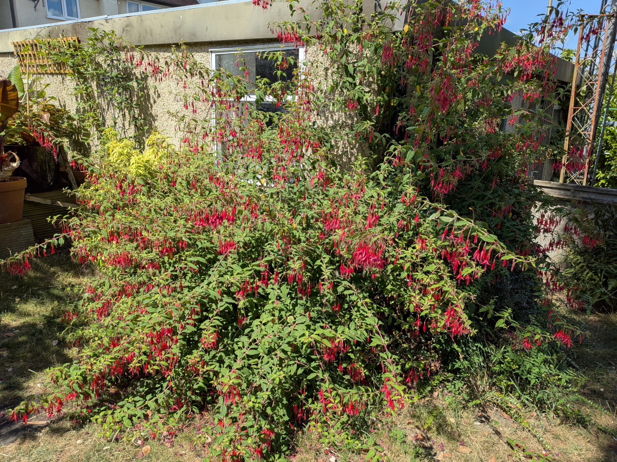 Bright pink fuschia bush