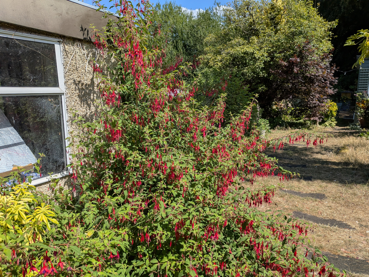 Pink fuschia bush from a different angle