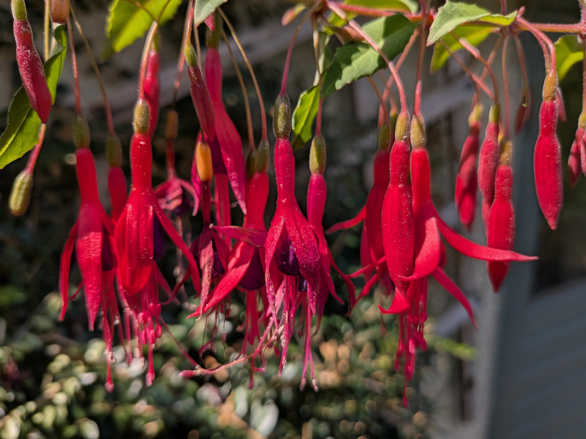 Close up of fuschia flowers