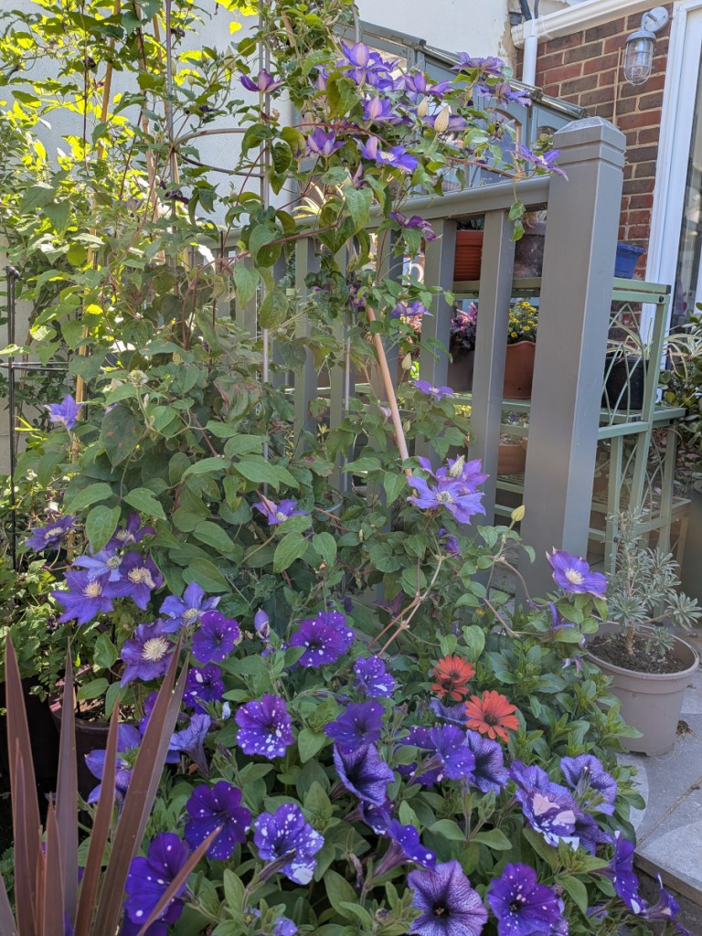 A purple clematis with purple petunias